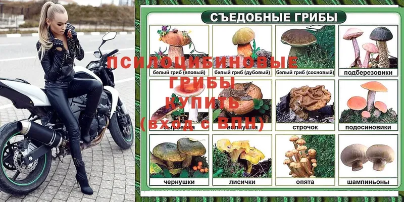 Галлюциногенные грибы Cubensis  сколько стоит  Дедовск 